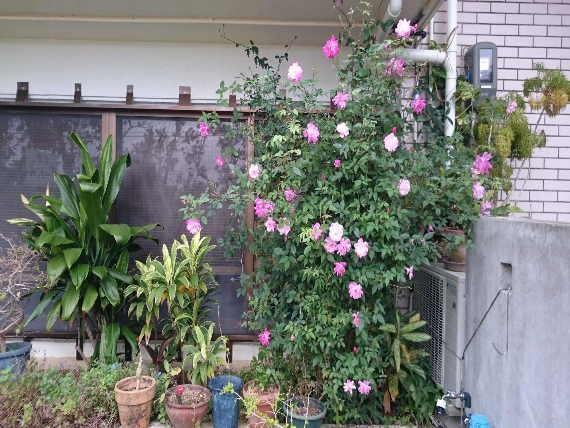 Minshuku Zabaru Hostel Ishigaki  Exterior photo